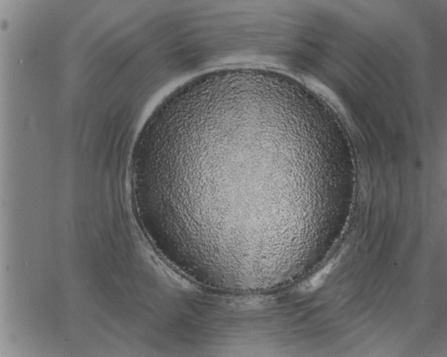 X0000066531288200603311810