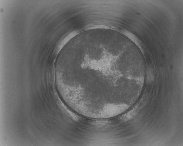 X0000066531290200603311810