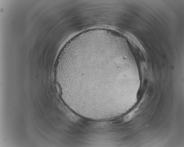 X0000066531292200603311810