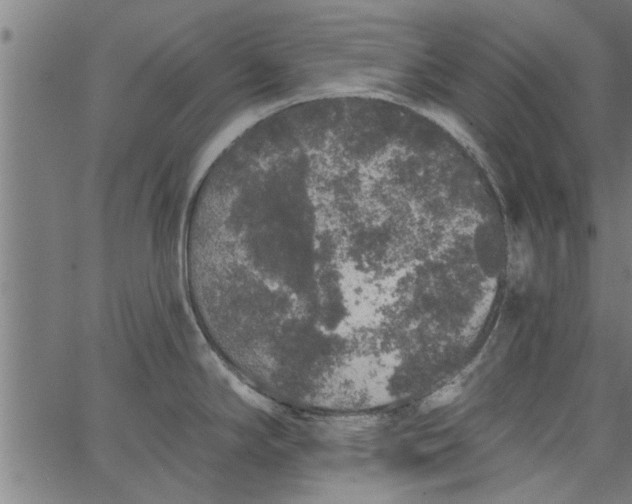 X0000066531294200603311810