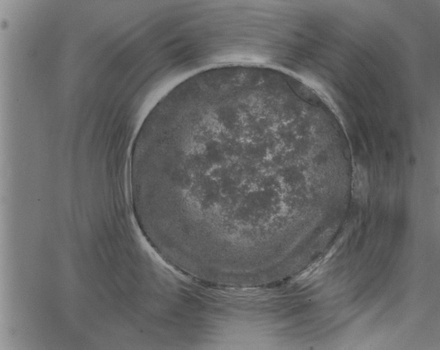 X0000066531295200603311810