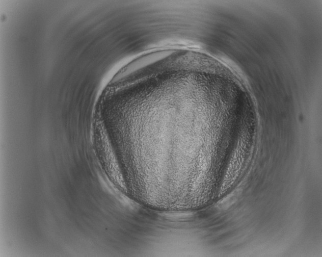 X0000066531296200603311810