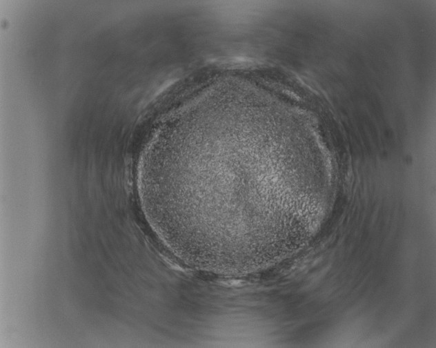 X0000066531301200603311810