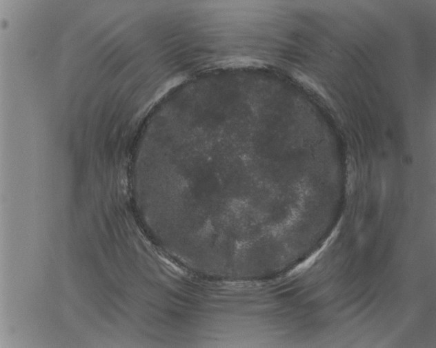 X0000066531305200603311810