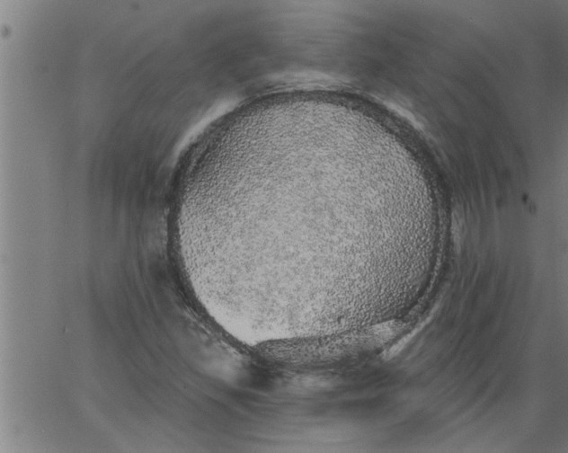 X0000066531309200603311810