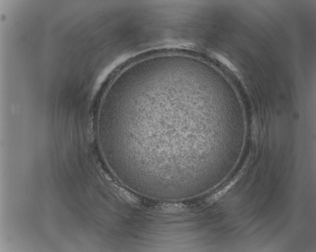 X0000066531310200603311810