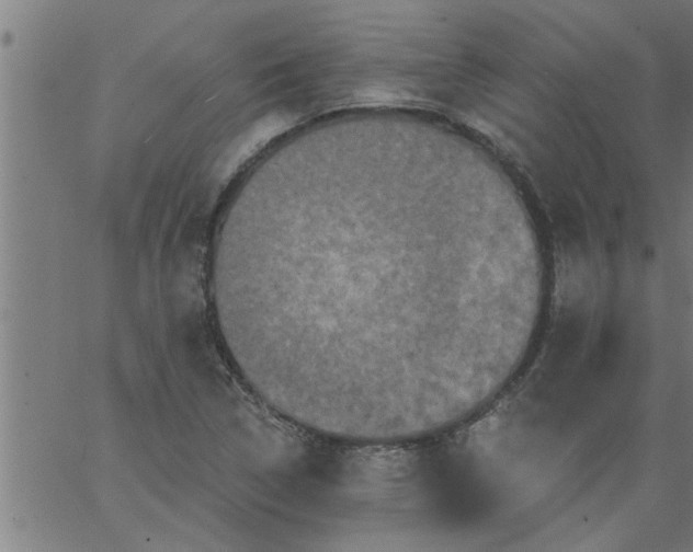 X0000066531314200603311810