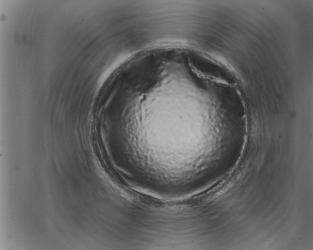 X0000066531325200603311810