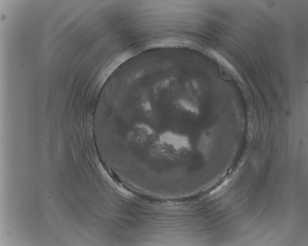 X0000066531329200603311810