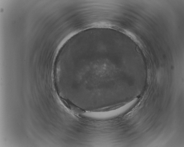 X0000066531331200603311810