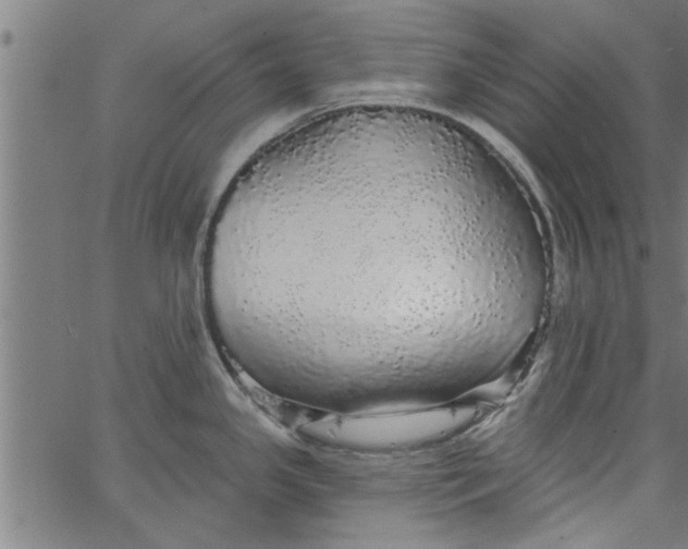 X0000066531341200603311810