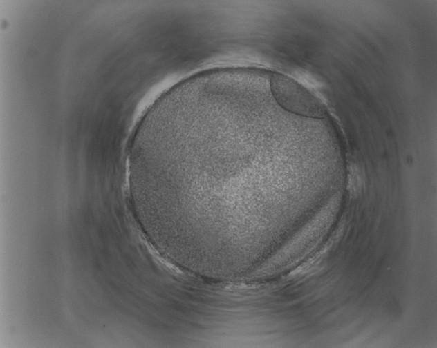 X0000066531366200603311809