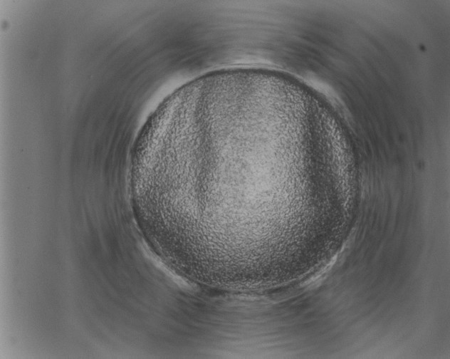 X0000066531374200603311809