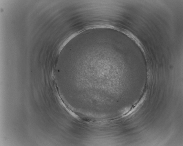 X0000066531385200603311809