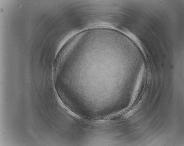 X0000066531390200603311809