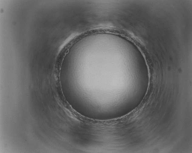 X0000066531400200603311808