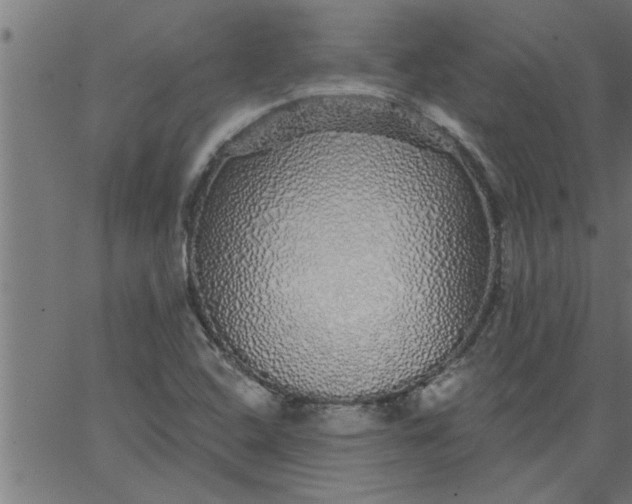 X0000066531408200603311808