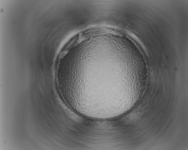 X0000066531416200603311808