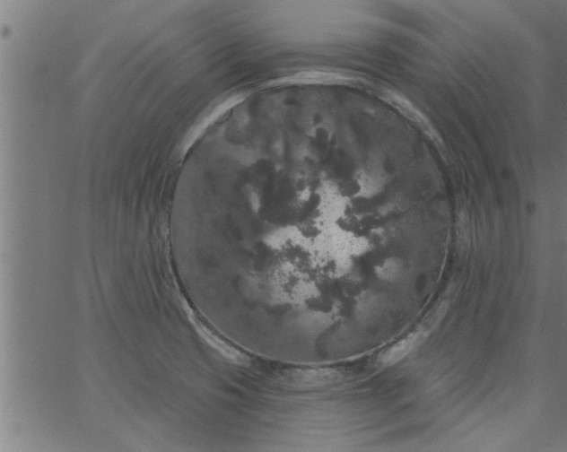 X0000066531425200603311808