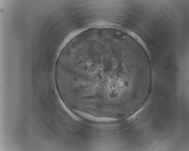 X0000066531429200603311808