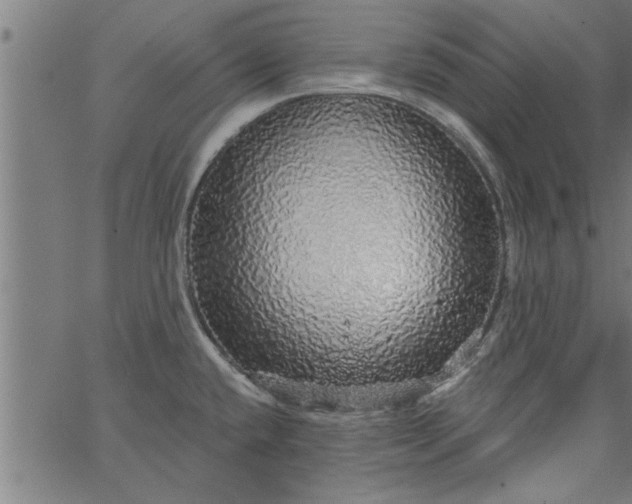 X0000066531432200603311809