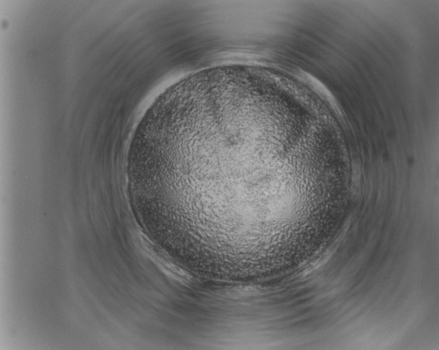 X0000066531435200603311809