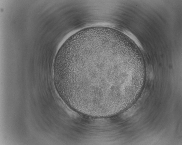 X0000066531436200603311809