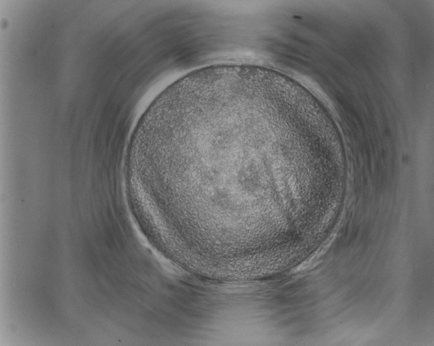 X0000066531440200603311809