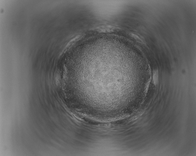 X0000066531444200603311808