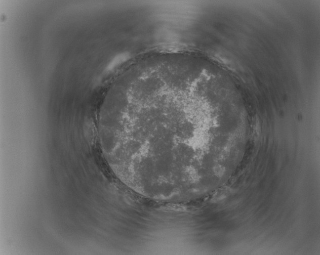 X0000066531446200603311808