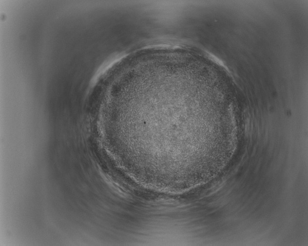 X0000066531448200603311808