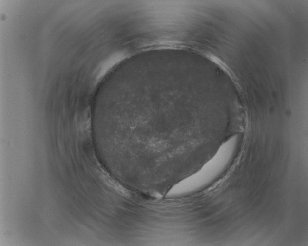 X0000066531450200603311808