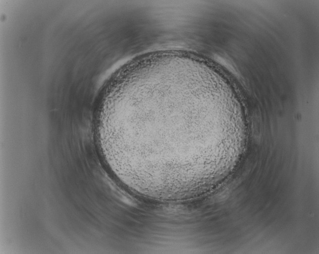 X0000066531452200603311808