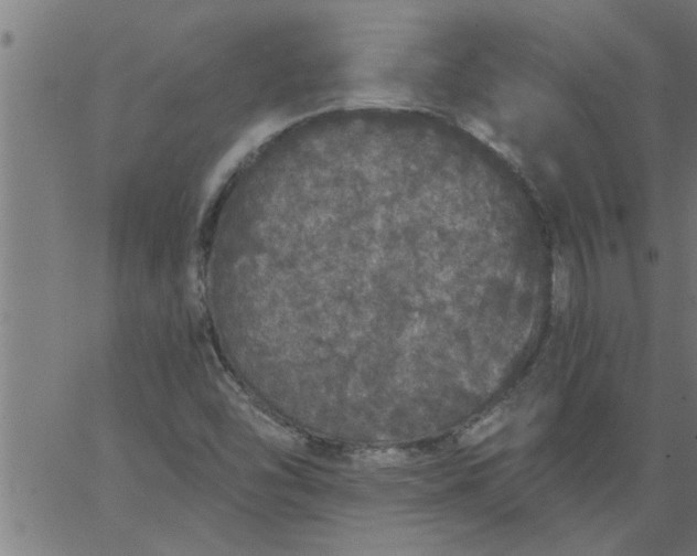 X0000066531454200603311808