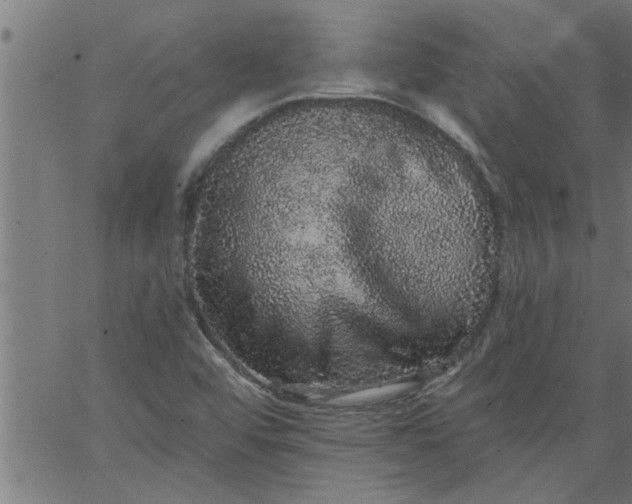 X0000066531456200603311808