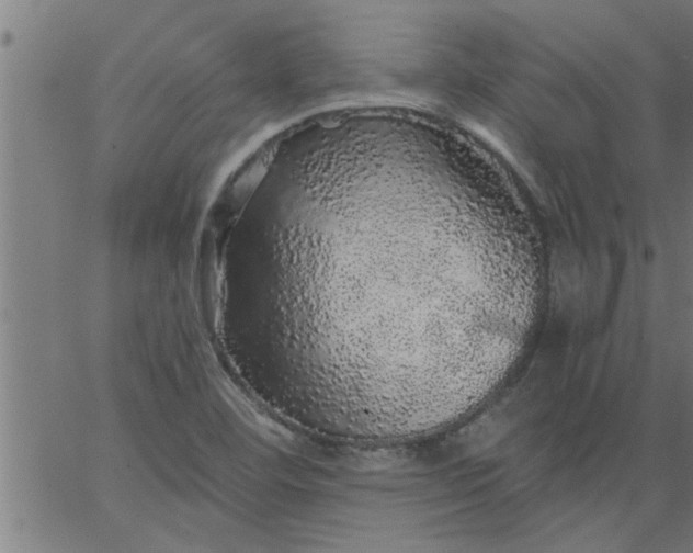 X0000066531460200603311808