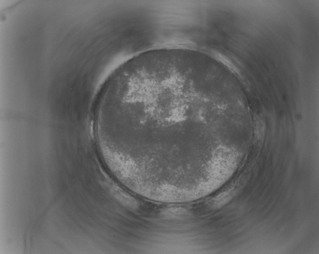 X0000066531462200603311808