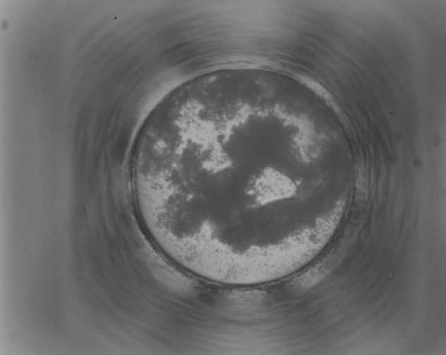 X0000066531466200603311807