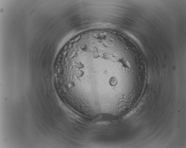 X0000066531467200603311807