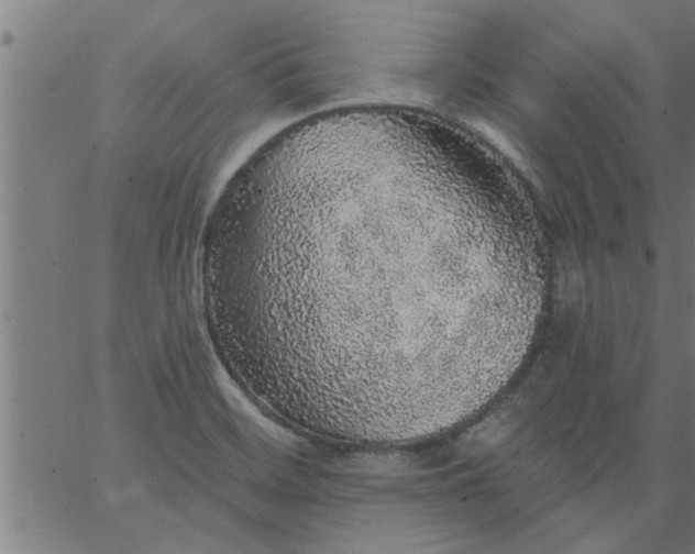 X0000066531468200603311807