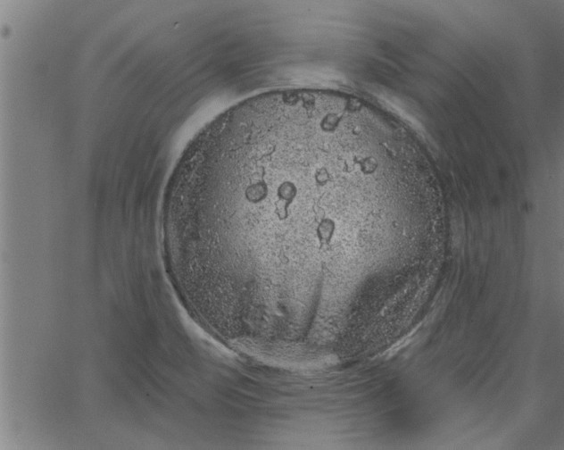 X0000066531471200603311807