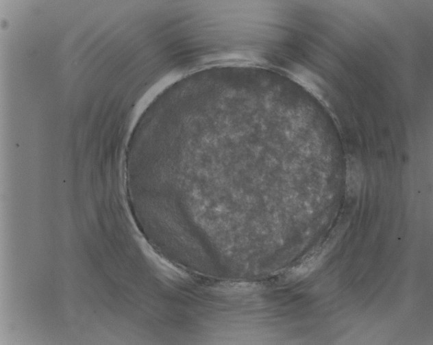 X0000066531474200603311807