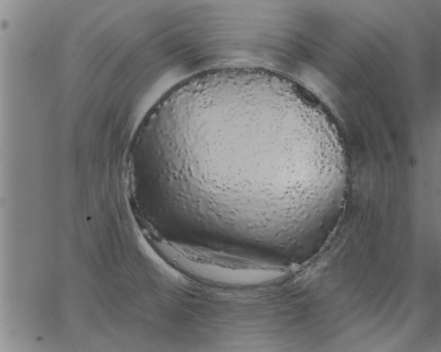 X0000066531476200603311807