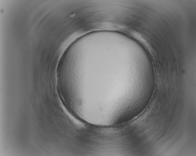 X0000066531479200603311807