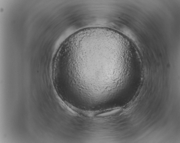 X0000066531480200603311807