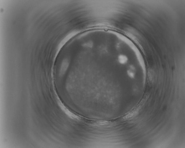 X0000066531482200603311807