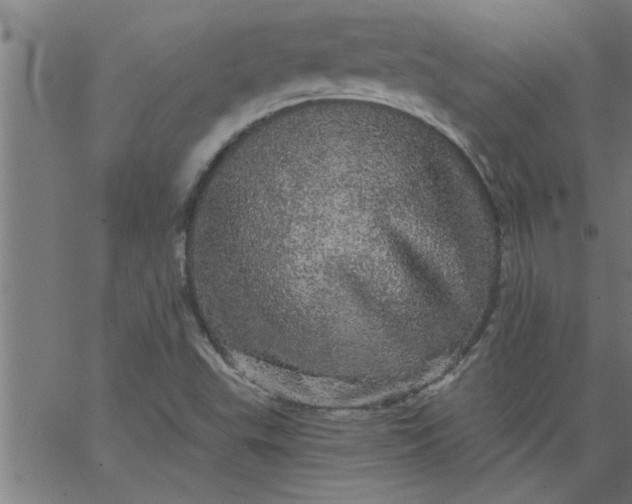 X0000066531503200603311807