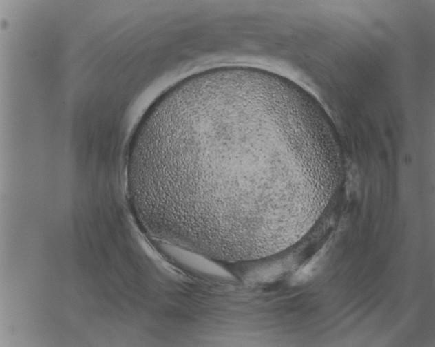 X0000066531511200603311807