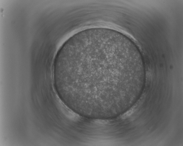 X0000066531514200603311807