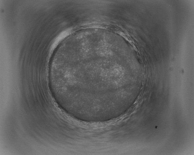 X0000066530006200604071628